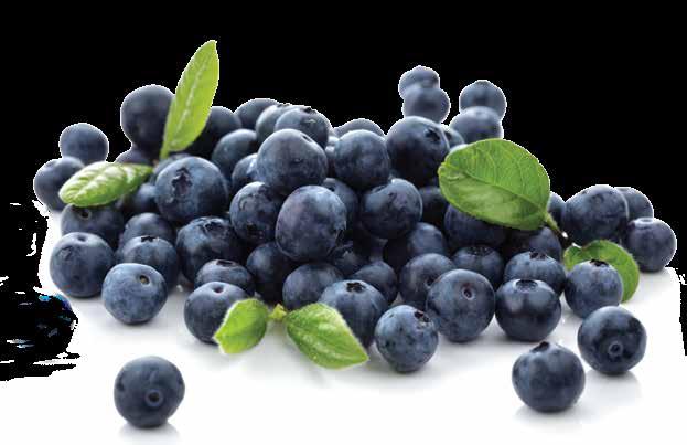 ARTO ja JORMA 14 90 NORTH BLUE ja PATRIOT 11 90 Pohjolan appelsiini Tyrni Hippophaë rhamnoides Erityisen paljon C-vitamiinia sisältävä tyrni