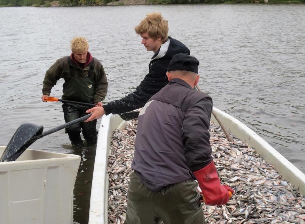 Järven tiettävästi ensimmäinen hoitokalastus tehtiin 1970- ja 1980- lukujen taitteessa. Tuolloin kalastettiin paunetilla särkikaloja Marttilan ja Vilikkalan osakaskuntien alueilta.