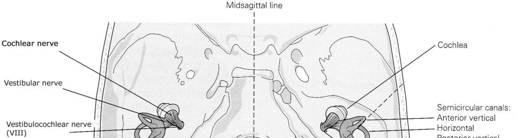 kirjasta Human Physiology.