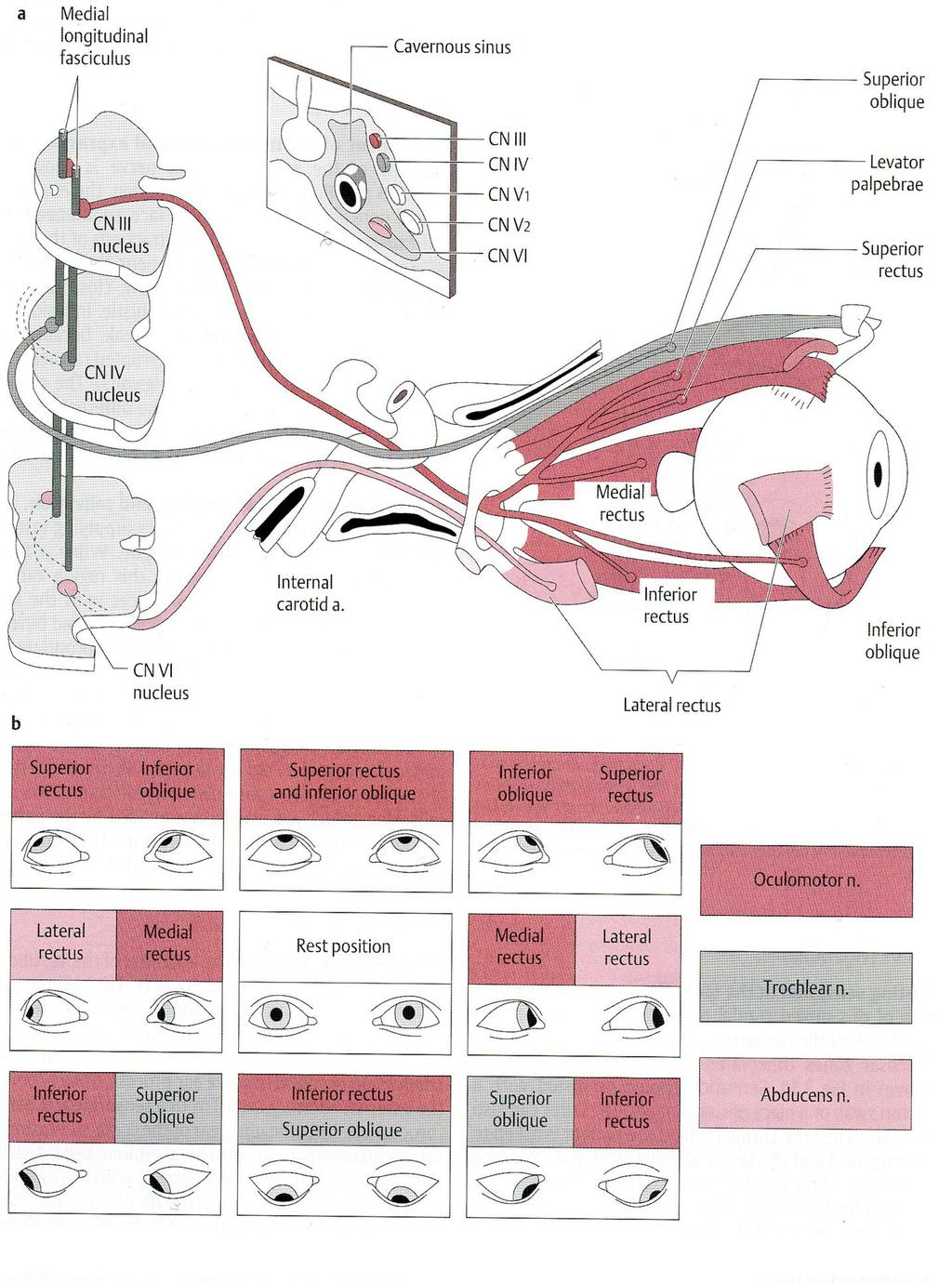 Inferior oblique Superior rectus Superior rectus and inferior oblique Superior rectus Inferior oblique Oculomotor n.