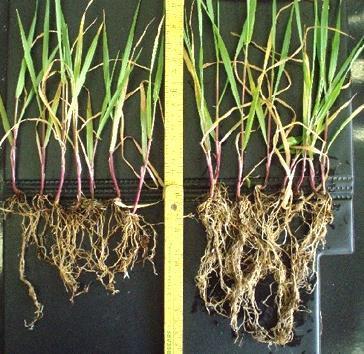 Ca/Mg suhde oikealla tasolla > parempi maan rakenne Varmistetaan kasvien tehokas ravinteiden ja veden otto > Ravinteet satoon Aikaansaadaan runsas kasvusto