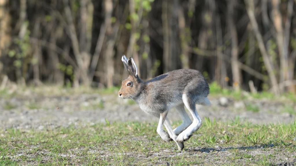 Kuva 13. Metsäjänis, rusakko vai risteymä? 9.5.2016. Kirjallisuus Holmström, H. 2016: Ämmässuon jätteenkäsittelykeskuksen lokkilaskentojen raportti vuodelta 2015. HSLY Tringa ry. 9 s. Juvaste, R.