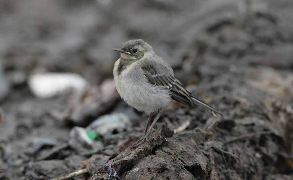 Kuva 2. Nuori västäräkki. 6.8.2016. 2. Aineisto ja menetelmät 2.1. Tutkimusalue Kontiosuon jätekeskus sijaitsee viitisen kilometriä Joensuun kaupungintalolta itäkaakkoon. Keskusta ylläpitää Puhas Oy.