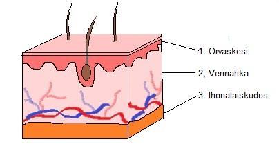 7 kautta verinahkaan syntyy lisää tilaa ja veri- ja lymfanestekierto paranee. (Kumbrink 2012: 7.) Verinahan alla on ihonalaiskudos, joka muodostuu löyhästä sidekudoksesta ja rasvakudoksesta.