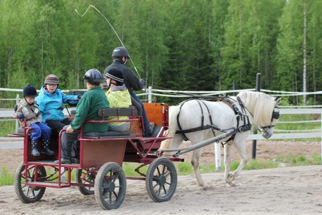 Ajelutus tarkoittaa sitä, että ajelutamme ihmisiä erilaisilla vaunuilla ja kärryillä erilaisissa ympäristöissä, niihin soveltuvalla ajokalustolla ja ajotehtävään koulutetuilla hevosilla.