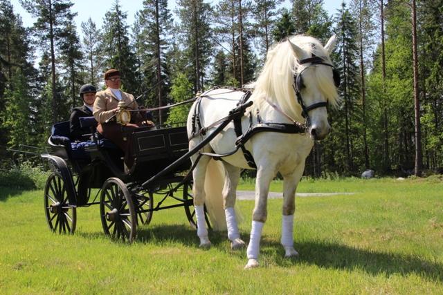 Luokkivaljaat Luokkivaljaisiin kuuluvat selustin, mäkivyöt, erimalliset länget ja luokki, joihin aisat rahkeilla kiinnitetään.