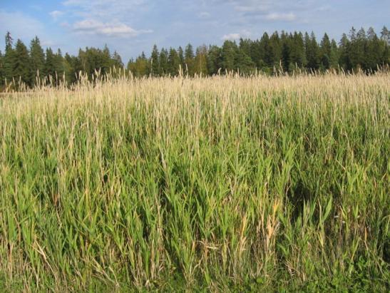 Pohjamaan rakenteen parantaminen Ota viljelykiertoon syväjuurisia kasveja (syysvilja, monivuotiset kasvit, ruokonata, sinimailanen...). Ne rei'ittävät vähitellen maata syvemmälle.