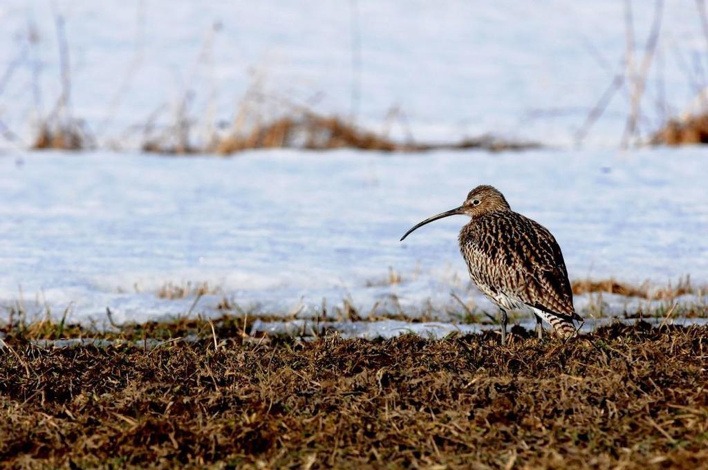 7 5 Hankkeen toteutus MAALI-hanke on toteutettu Lintuyhdistys Kuikan, Kuopion Luonnon Ystäväin Yhdistyksen ja BirdLife Suomen yhteishankkeena.