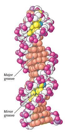 22 Kuva 7. Minor ja Major groove. (www.ncbi.nlh.nif.gov) DNA-koettimet, joihin on liitetty minor groove binder (MGB) muodostavat erittäin stabiileja sidoksia DNA-targetin kanssa.