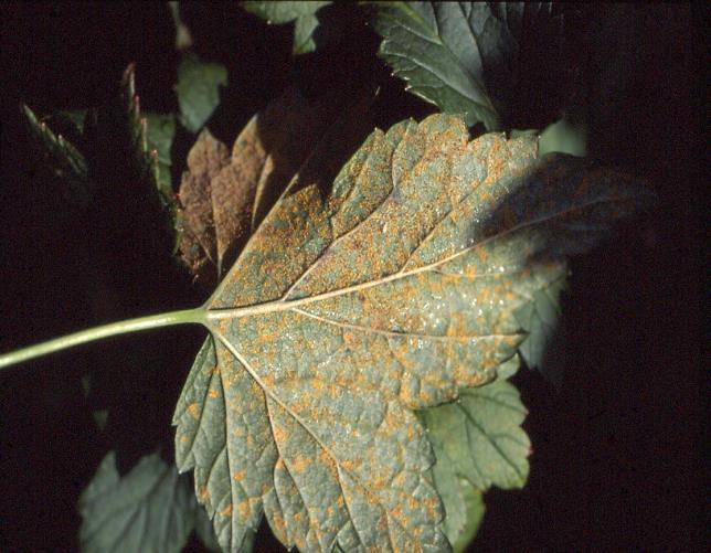 kieltoihin: nyt uusia kestäviä lajikkeita Ruostesieni säilyy männyillä (helmi-itiöaste)> siirtyy keväällä