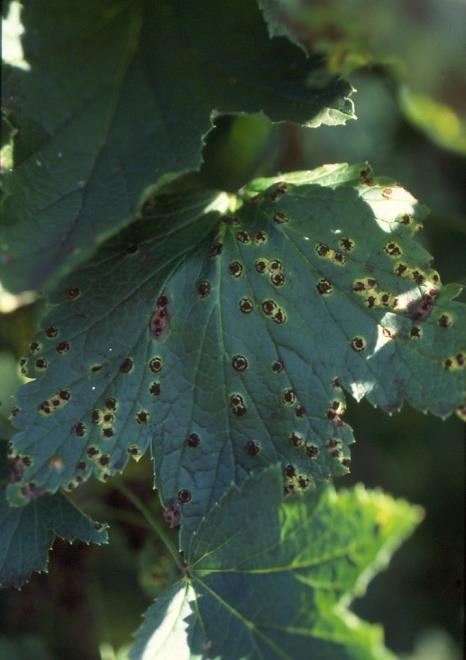 Herukanruoste Puccinia ribis Tavattu meillä vain punaherukalla, tartuttaa pohjanpunaherukkaa (Ribes spicatum) Herukka ainoa tunnettu isäntäkasvi Ruosteen talvi-itiöaste