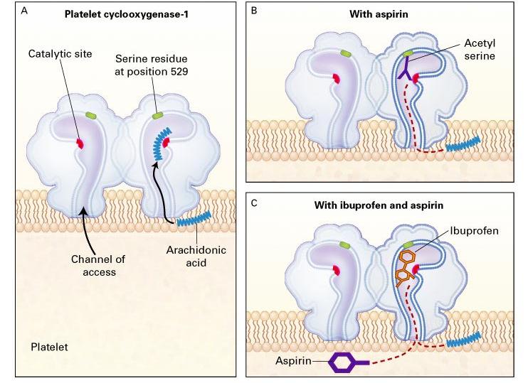 ASA asetyylisalisyylihappo estää (asetyloi) trombosyyttien COX-1:n pysyvästi vaikutus kestää 7-10 vrk 100 mg yleensä riittävä annos päivittäin haitat: gi-vuodot (myös muut COX-1 estäjät)