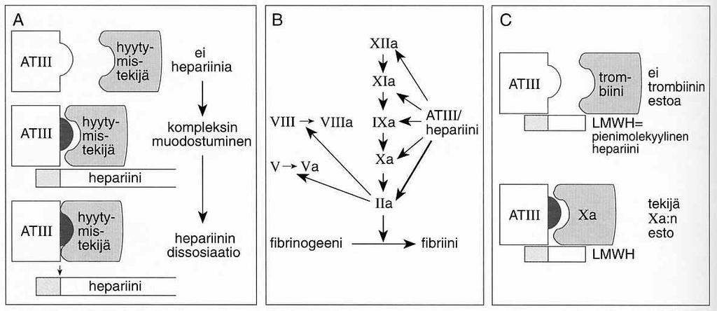 Pienimolekyyliset hepariinit: dalte-, enoksa- ja tintsapariini (PF 2012) danaparoidi (ei PF:ssä) Eroavat fraktioimattomasta hepariinista vaikutustavaltaan, farmakokinetiikaltaan ja