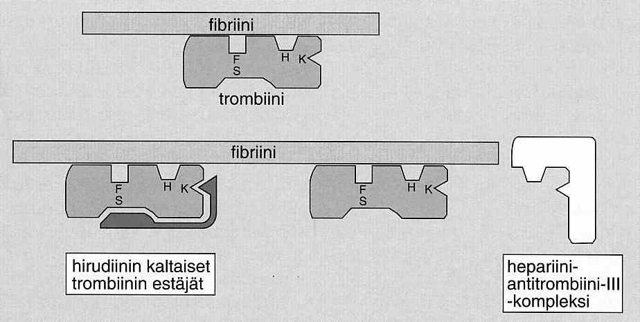 8-15 h Alle puolet annoksesta metaboloituu maksassa: CYP3A4:n ja CYP1A2:n substraatti Ei rutiinimonitorointia FXa-estovaikutus herkkä, tarvittaessa (rivaroksabaanitesti vakioituna tulevaisuudessa?