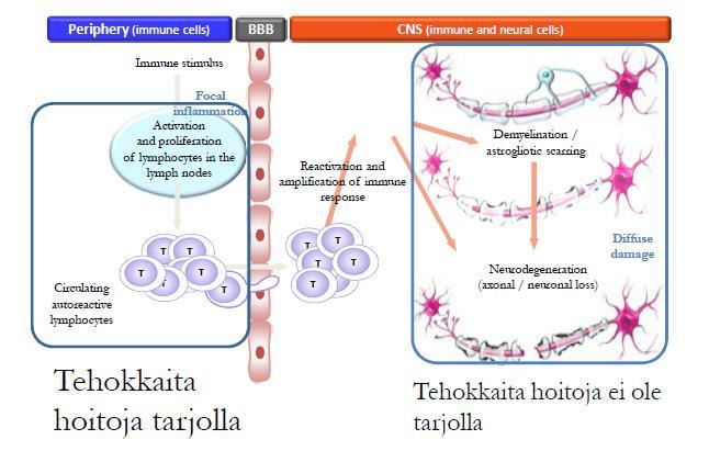 Taudikulkuun vaikuttava hoito tehoaa taudin alkuvaiheessa