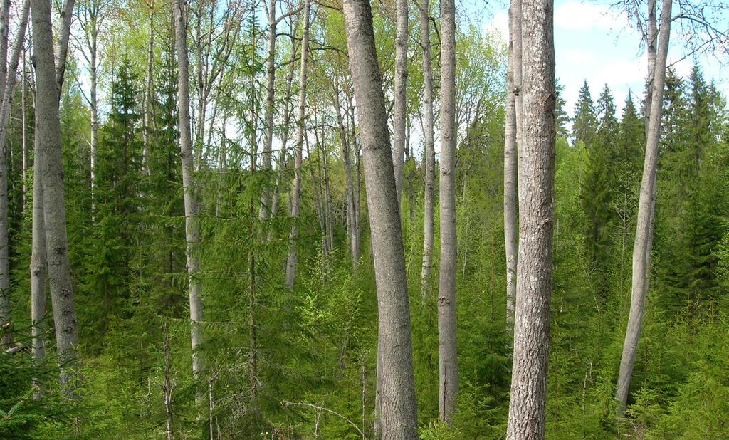 UHANALAISTEN LAJIEN SUOJELUN TOIMINTAOHJELMA Säästöpuuhaapoja rässä ei tapahtunut suuria muutoksia vuosien 2010 ja 2000 arviointien välillä.