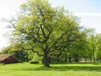 Omenapuut ja osa kartanon kasvillisuudesta on merkitty maastoon nimikyltein. Puistoon vapaa pääsy! Taidenäyttelyitä ja historian havinaa Näyttelyt Jokioisilla kesällä 2017: 6.