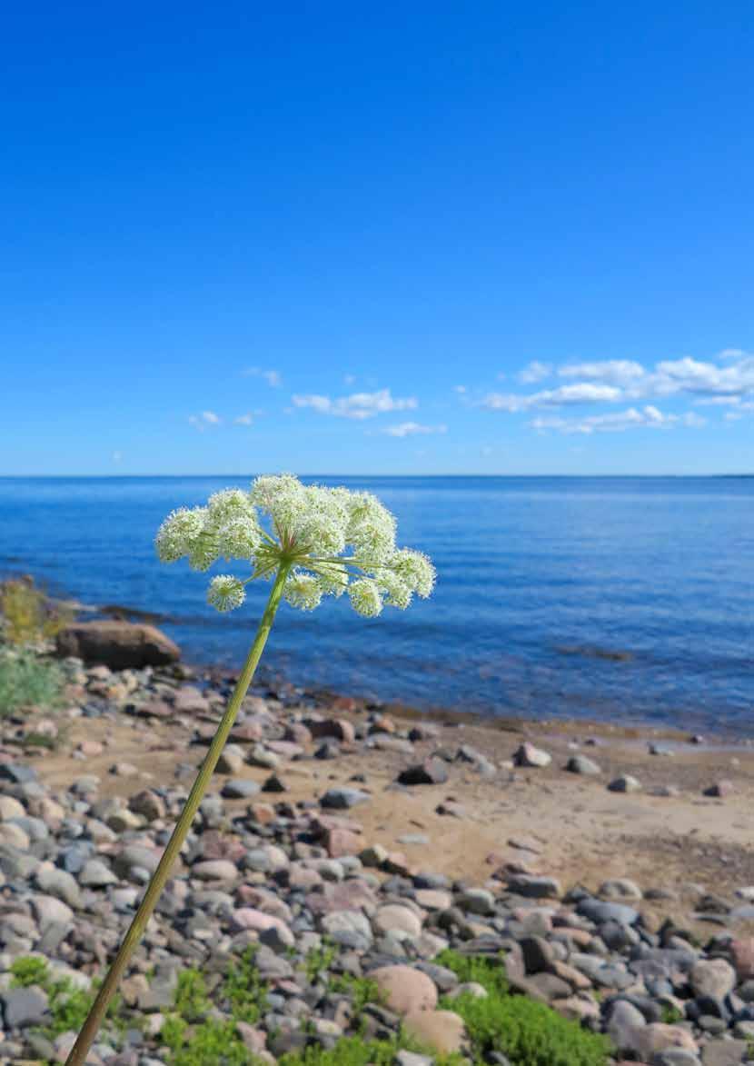 HELCOMin Marine Litter Stakeholder Conference HELCOMin Marine Litter Stakeholder Conference pidettiin 9.3.2016 Helsingissä.