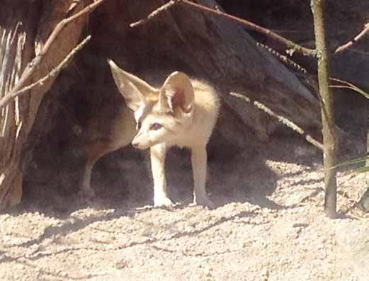 Tapaus aavikkokettu Suomeen tuotiin keväällä kaksi aavikkokettua (Vulpes zerda).