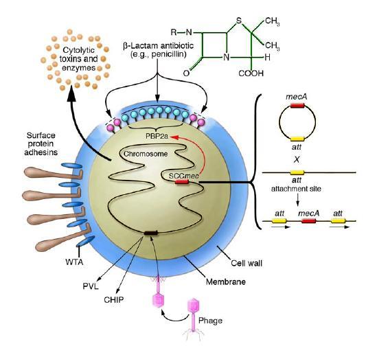 MRSA (Methicillin resistant S.aureus) muuntunut S.