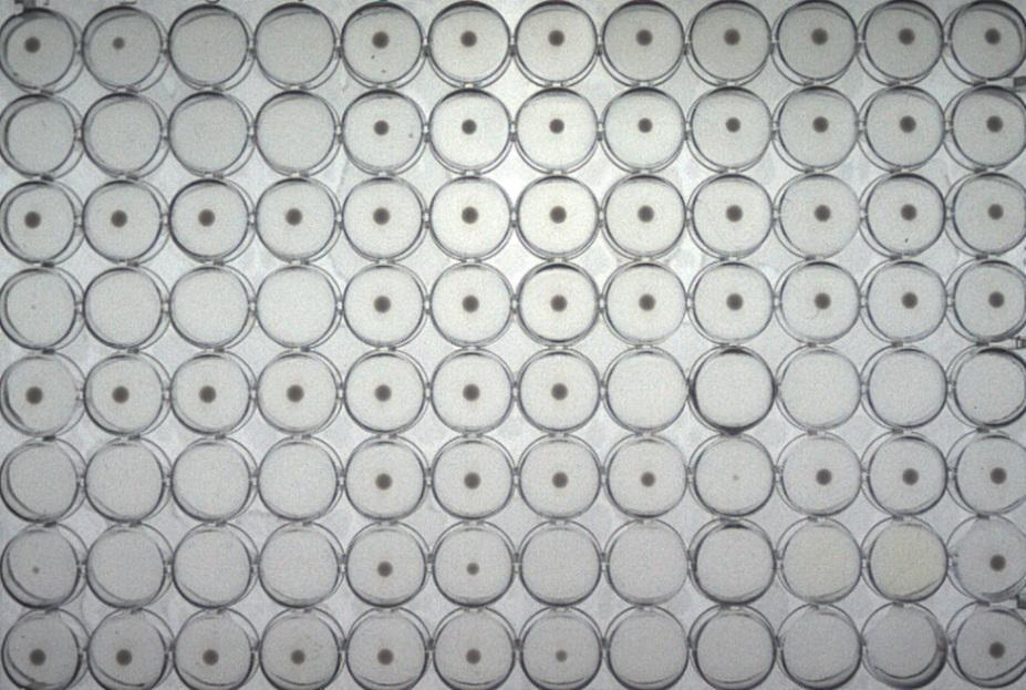 Glykopeptidiherkkyydeltään