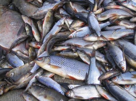 Hoitokalastuksen roskakalasta ihmisravinnoksi. Kiertovesilaitoksissa Itämeri-rehulla kasvatettu kala.
