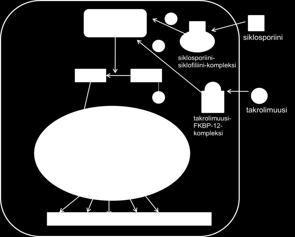 9 Takrolimuusi ja siklosporiini ovat kemialliselta rakenteeltaan varsin erilaisia, mutta niiden solunsisäinen vaikutusmekanismi on sama (kuvio 4).