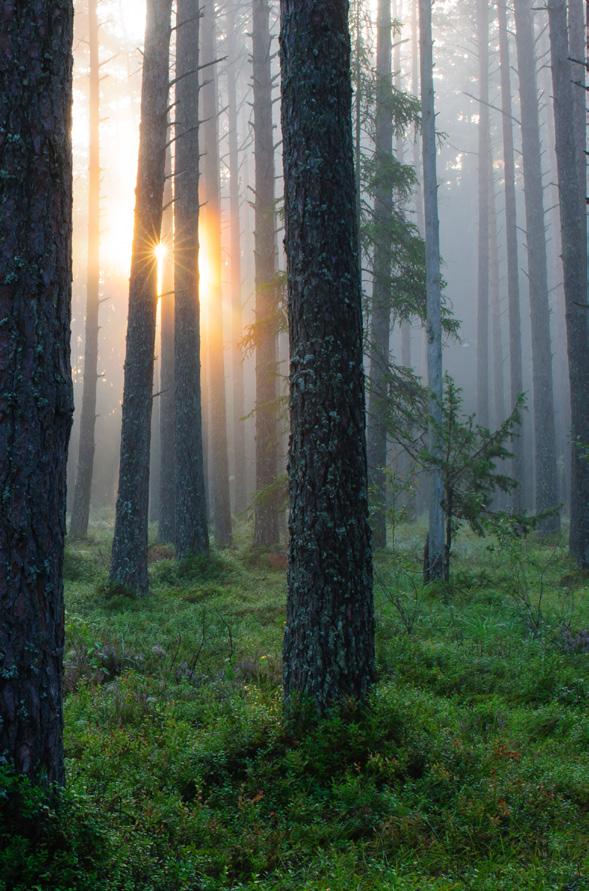 9. ARKI VIROSSA RMK Viron metsähallitus (RMK) ylläpitää ja huolehtii valtion omistamista metsistä Virossa.