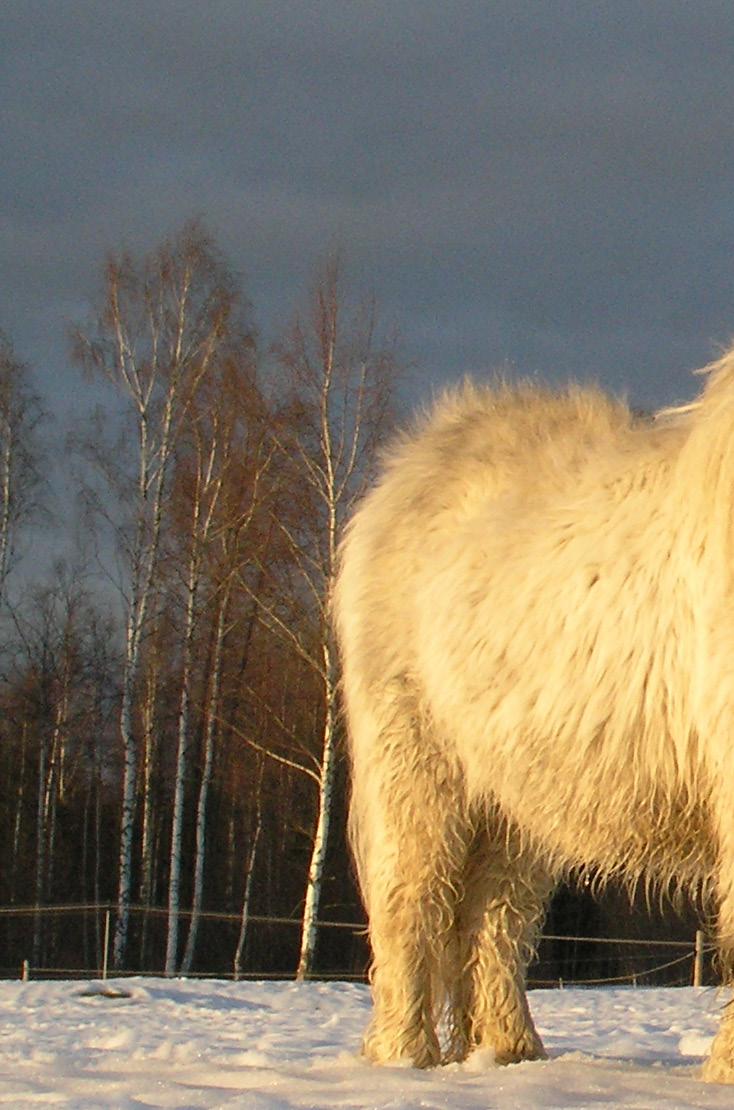 2. VIROON MUUTTAMINEN Lemmikkieläinten tuonti Lemmikkieläinten tuonti muista EU-maista Viroon Kaikilla koirilla on oltava mikrosiru ja EU-passi Euroopan unionin alueella liikkumiseen.