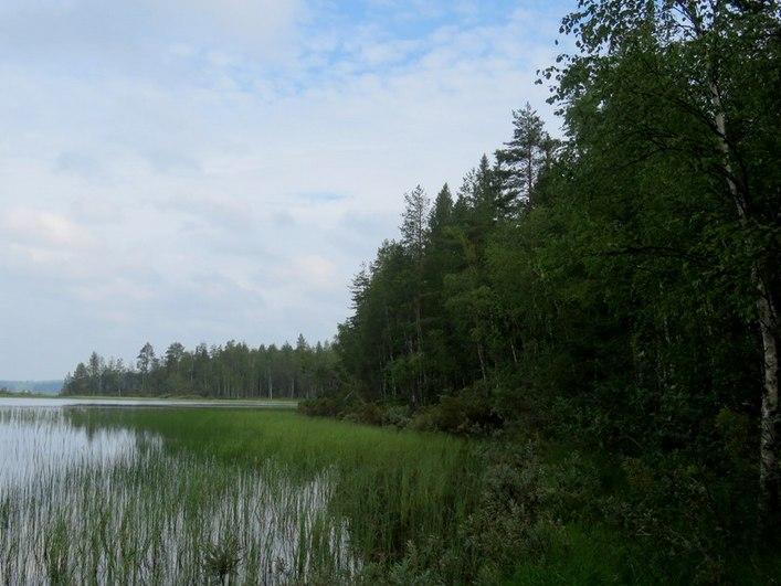 Pitkälti soistunut tasainen metsäalue. Kuva 6.