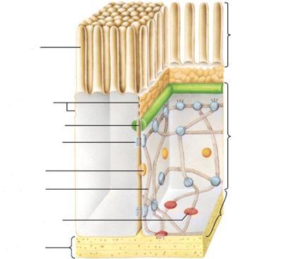 Aktiinisäikeet näkyvät erityisen hyvin soluviljelmien soluissa stressisäikeinä, mikrofilamenttikimppuina, jotka pitävät yllä solun muotoa ja kiinnittyvät kynsimäisiin tarttumispisteisiin (focal