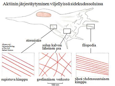 7 Liiketapahtumissa toimivat aktiinimikrofilamentit. Filamentit polymerisoituvat filopodioissa työntäen solukalvoa piikiksi polymerisaation suuntaan.