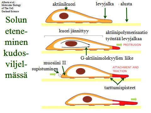 Samalla kun filamentit ja verkosto kasvavat etenemissuuntaan ne purkautuvat miinuspäästä; G-aktiinia kierrätetään (= tredmilling). Solun yksi reuna siis etenee ensin ulokkeina, sitten levynä.