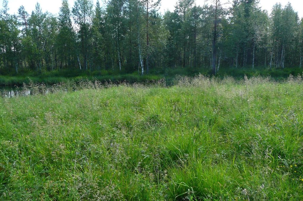 Liite 5. Kuva toimenpidealueen tulvaniityltä.