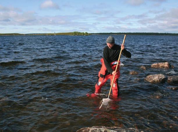 28 Suomen ympäristö 41 2008 Kivikkorantojen pohjaeläinten näytteenottoa