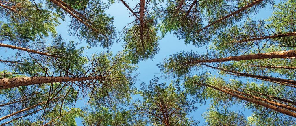 Sahaliiketoiminnasta luopuminen tervehdyttää konsernia PRT-Wood Oy sahaa, höylää ja kyllästää suomalaista mäntyä ja kuusta kotimaan rakentamiseen ja maailmanmarkkinoille.