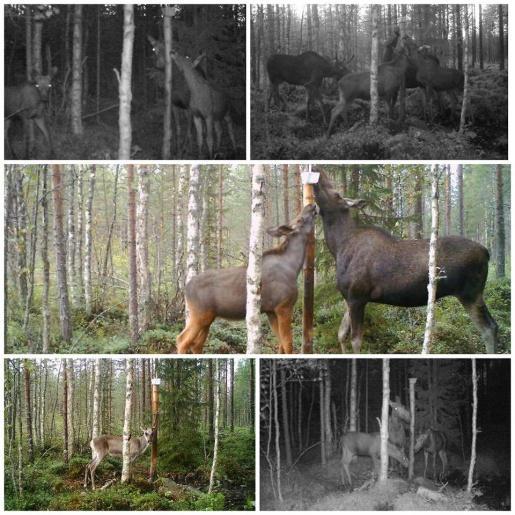 Ratsastusmahdollisuudet Sievissä Hakamaan talli Satu Hirvonen 040 5552 559 Reisjärventie 1173, satush(a)hotmail.com www.facebook.