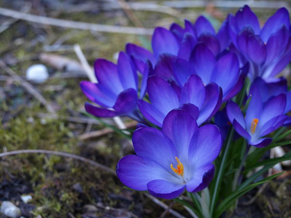 Kiitos