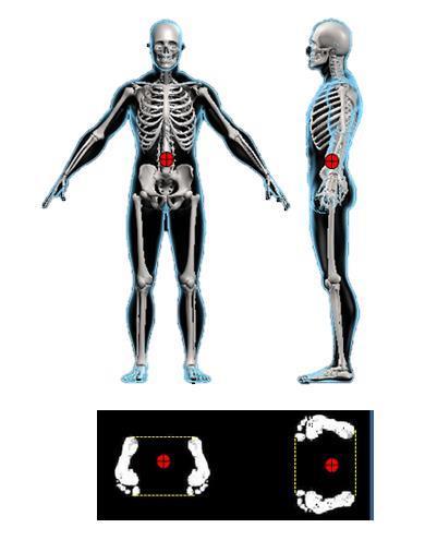 Kuva 1. Kehon painopiste (punainen piste) ja tukipinta seisoma-asennossa (www. matrial-science.com) Tasapaino usein menetetään kun kehon painopisteestä vedetty luotisuora ylittää tukipinnan.