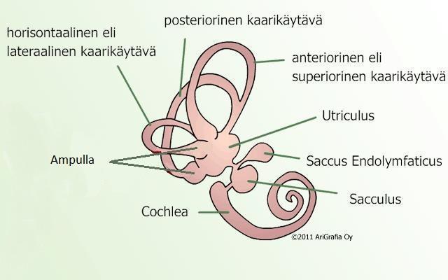 Kuva 2. Vestibulaarielin (www.suomenterveys.