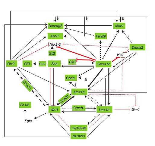 4.4. mda-neuronien spesifikaatio, neurogeneesi ja erilaistuminen Ventraalisen keskiaivojen alueen induktiota seuraa erillisten mda-esisoluluokkien spesifikaatio.