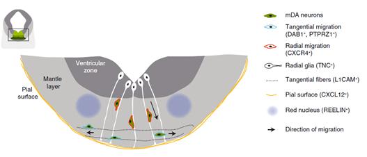 alueelle aivoissa (Blaess & Ang 2015). Myös Ntn1 (netrin 1) säätelee mda-neuronien migraatiota yhdessä Dcc-reseptorinsa kanssa.