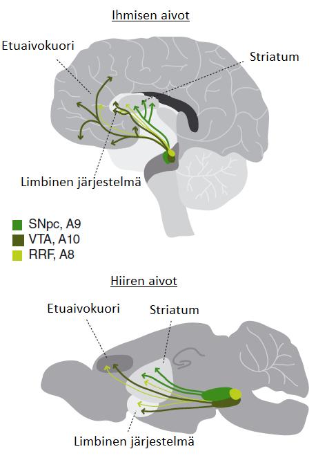 3. Dopaminergiset neuronit Dopamiini-välittäjäainetta vapauttavia dopaminergisia (DA) hermosoluja esiintyy nisäkkäiden keskushermostossa useina erillisinä ryhminä, joilla on toisistaan poikkeavat