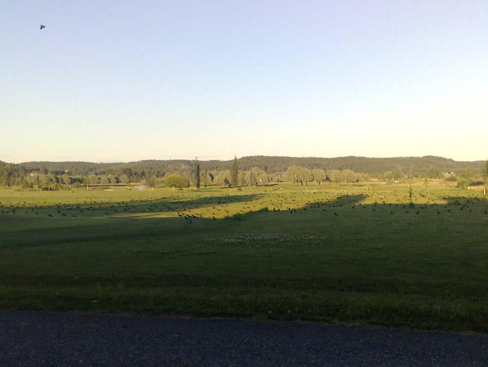 NETTISWINGI SALO GOLFIN PUOLUEELLINEN ÄÄNENKANNATTAJA 2/2008
