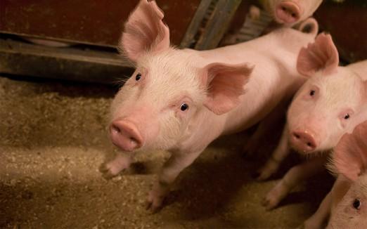 5 Eläinten hyvinvointiin liittyvät lakisääteiset hoitovaatimukset Kuva 38: Kuva: A.