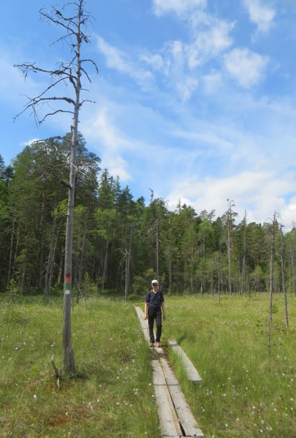 Vaikutuksissa eroja suojelualueiden välillä Paikallistaloudelliset vaikutukset suurissa puistoissa: o o o Pallas-Ylläs 60,0 milj., 600 htv Koli 19,1 milj.