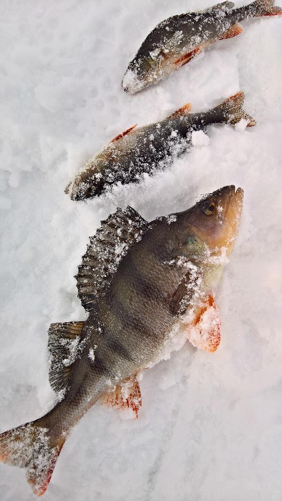 KIINNOSTUKSEN HERÄÄMINEN JA SEN TUKEMINEN Miten pitää yllä oman virikkeitä oman organisaation ja tiimin toiminnassa? Miten suunnitellaan koulutusta, jossa on toimivia virikkeitä?