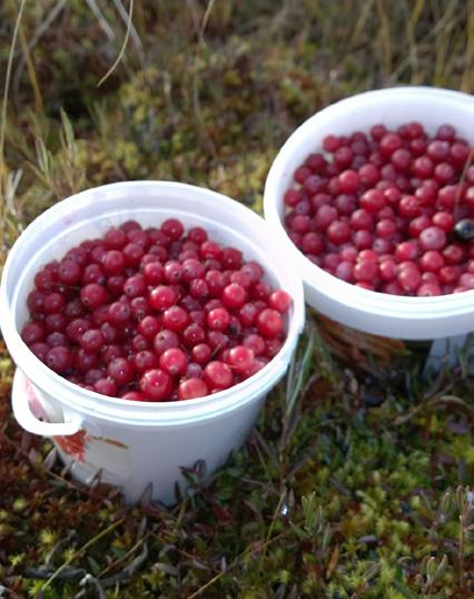 Puolukka on toistaiseksi onnistunut pitämään paikkansa kaupallisesti tärkeimpänä luonnonmarjana, jota myös poimitaan eniten.