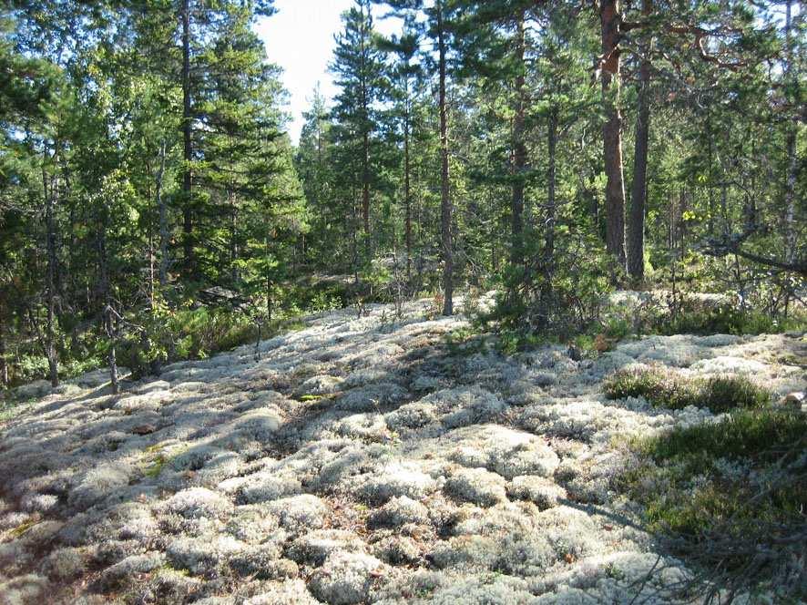 Toivonen Yhtiöt Oy Vironvuorten jätteenkäsittelykeskuksen ympäristövaikutusten