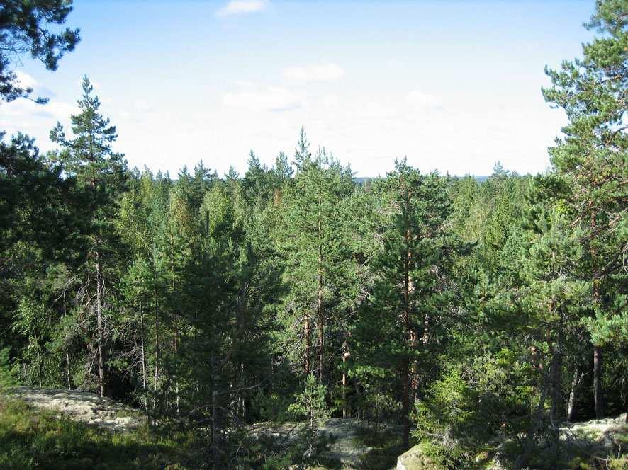 Näkymä länteen Vironvuorten laelta.